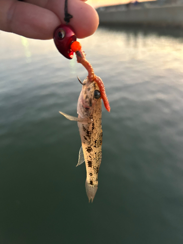 ウロハゼの釣果