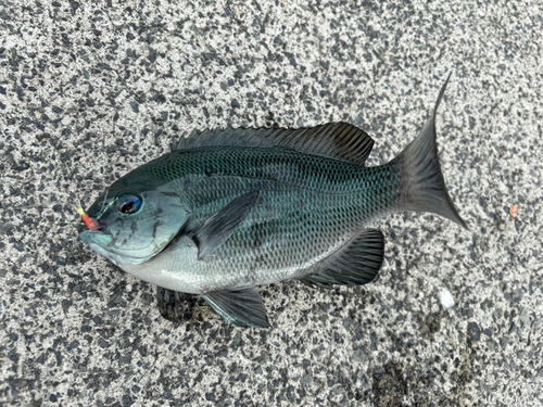 グレの釣果