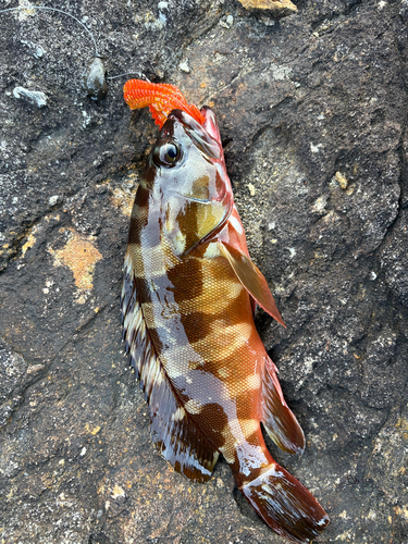 アカハタの釣果