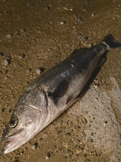 スズキの釣果