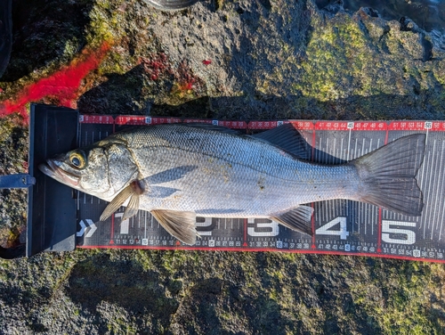 ヒラスズキの釣果