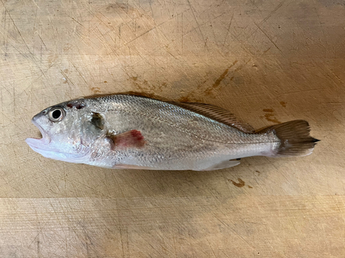 シログチの釣果