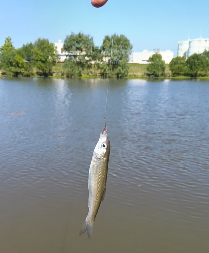 ウグイの釣果