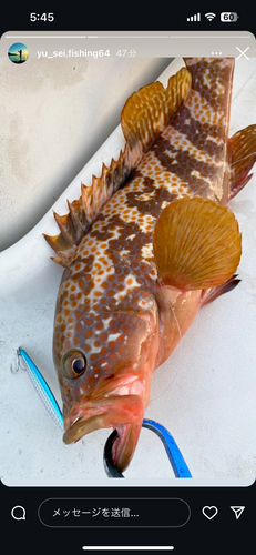 アコウの釣果