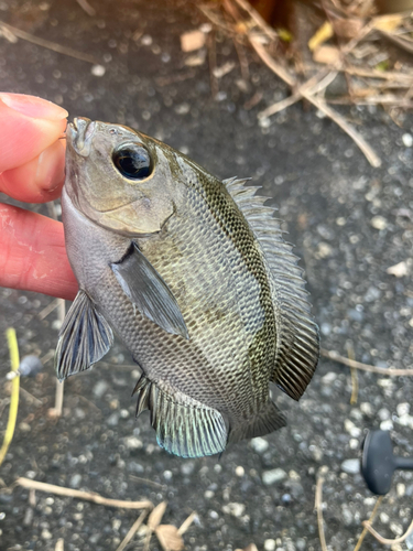 メジナの釣果