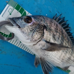 チヌの釣果