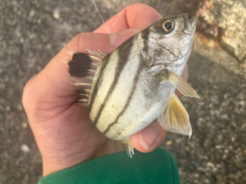 コトヒキの釣果