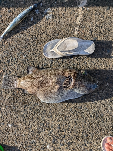 モヨウフグの釣果