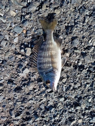 クロダイの釣果