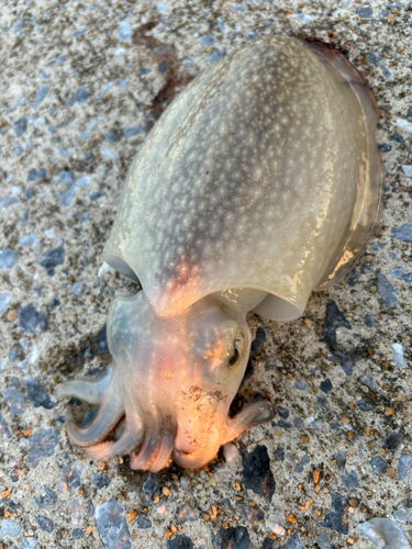 イカの釣果