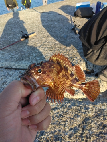 カサゴの釣果