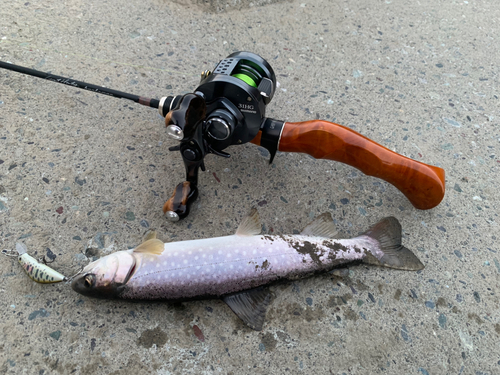 アメマスの釣果