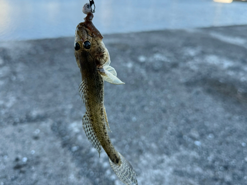 ハゼの釣果