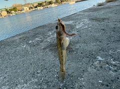 ハゼの釣果