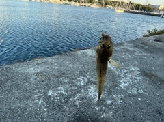 ハゼの釣果