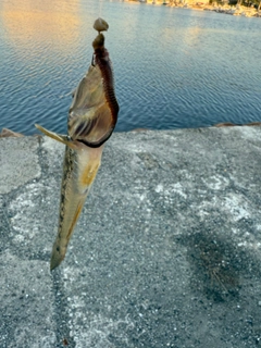 ハゼの釣果