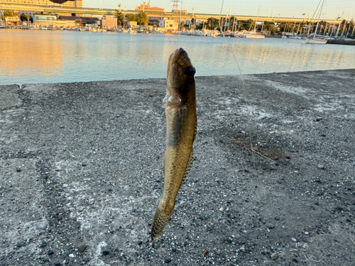 ハゼの釣果