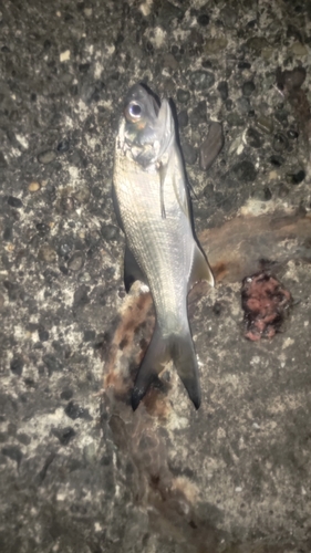 ツバメコノシロの釣果