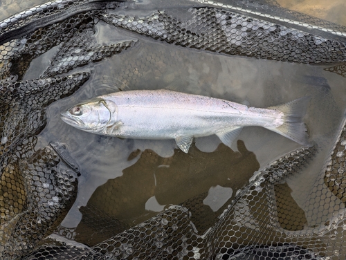 サクラマスの釣果