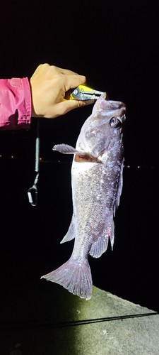 クロソイの釣果