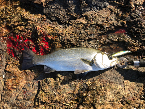 ヒラスズキの釣果