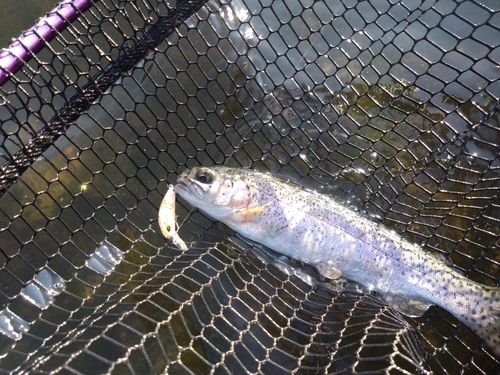 ニジマスの釣果