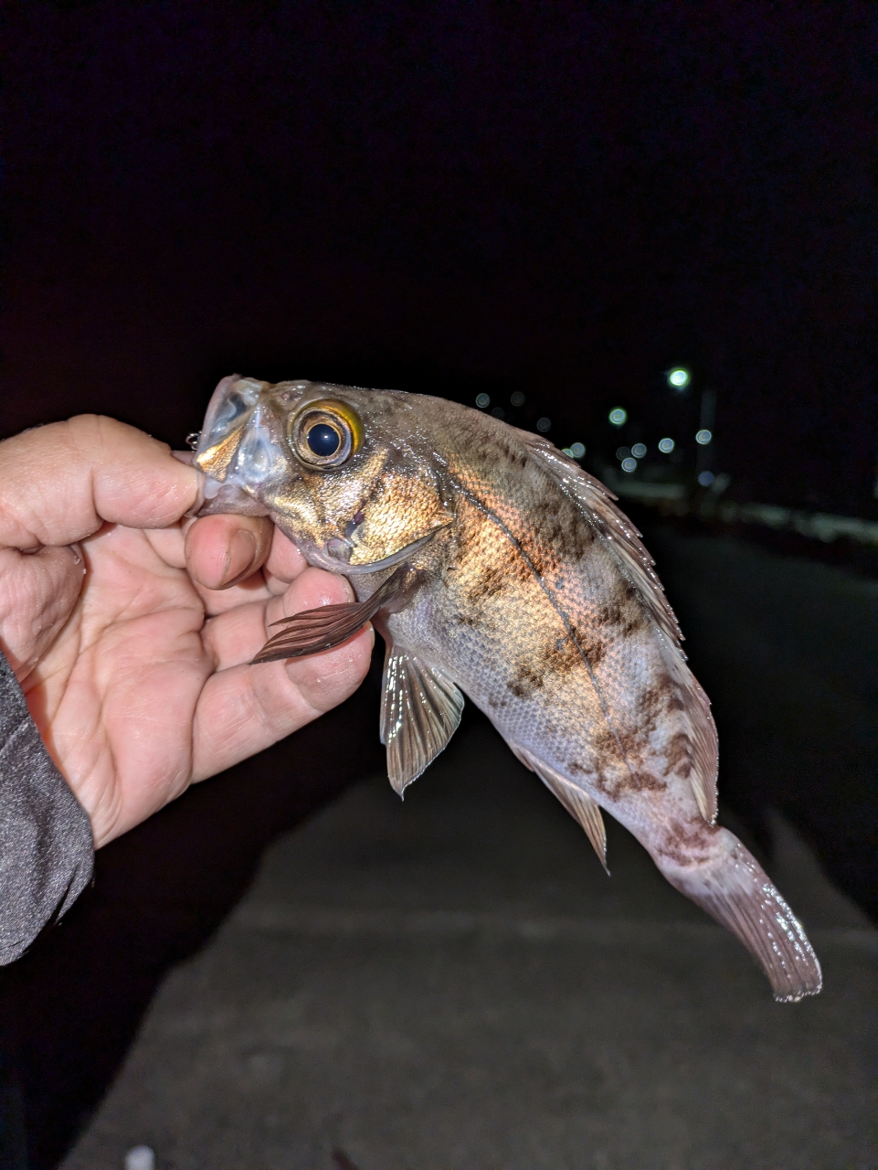 シロメバル