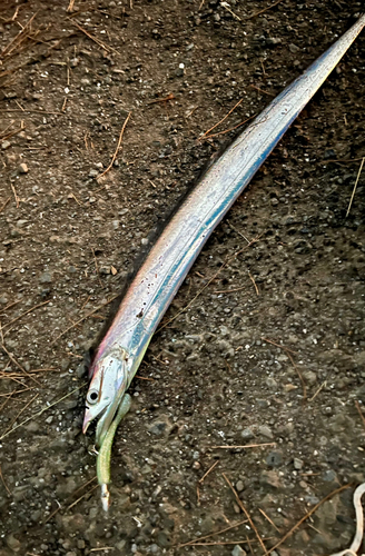 タチウオの釣果