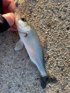 セイゴ（マルスズキ）の釣果