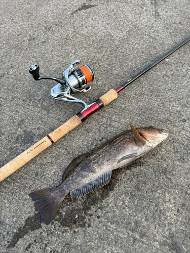 アブラコの釣果