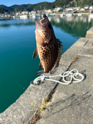 オオモンハタの釣果