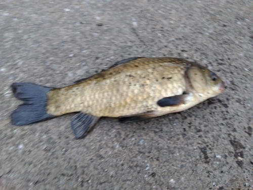 フナの釣果