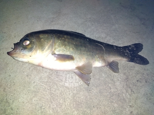 フナの釣果