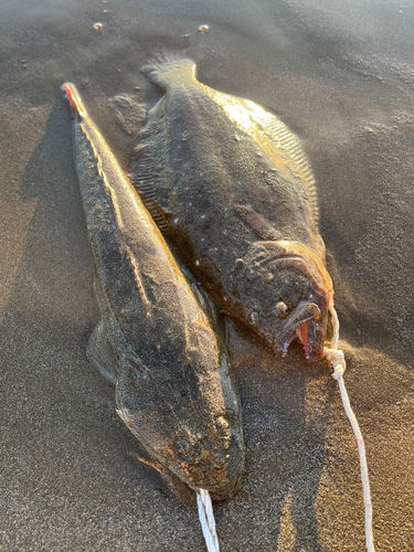 ヒラメの釣果