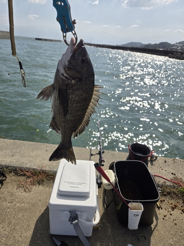 チヌの釣果