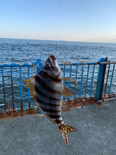 タカノハダイの釣果