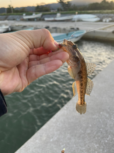 ハゼの釣果