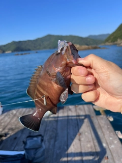 ヤミハタの釣果