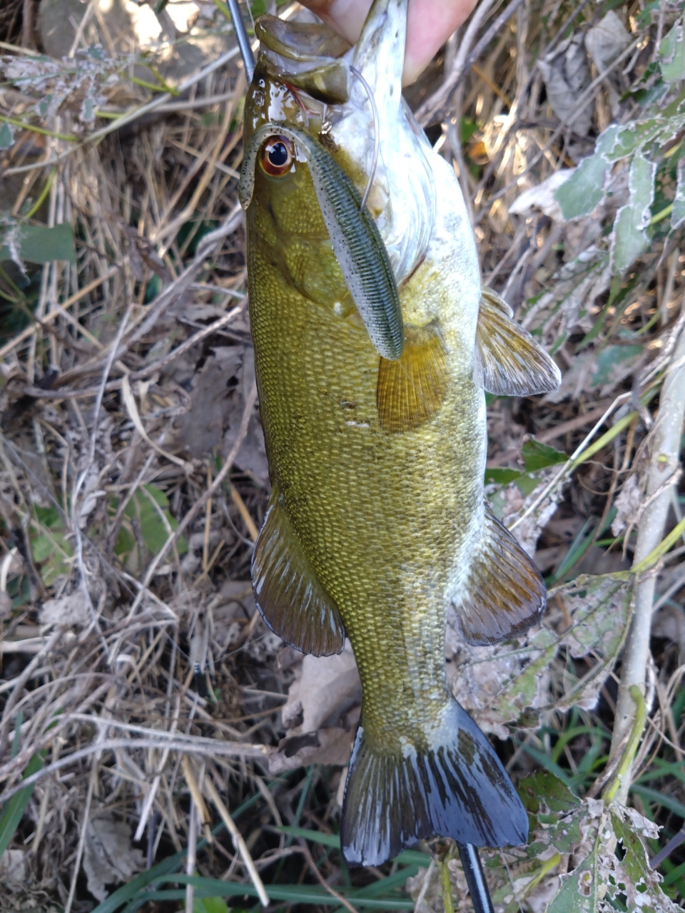 スモールマウスバス