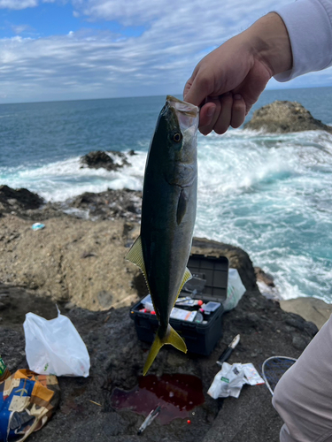 イナダの釣果