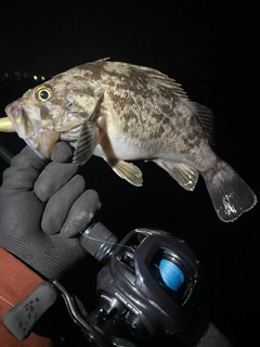 クロソイの釣果