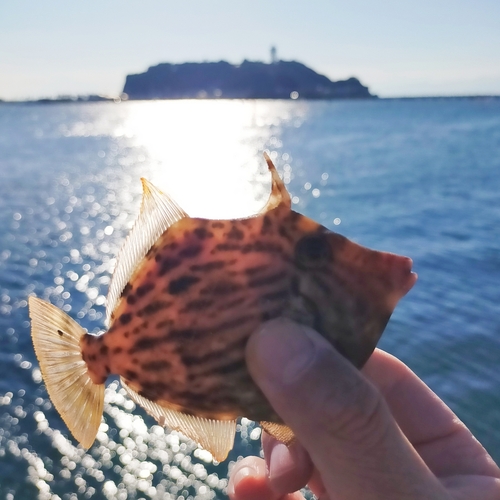 カワハギの釣果