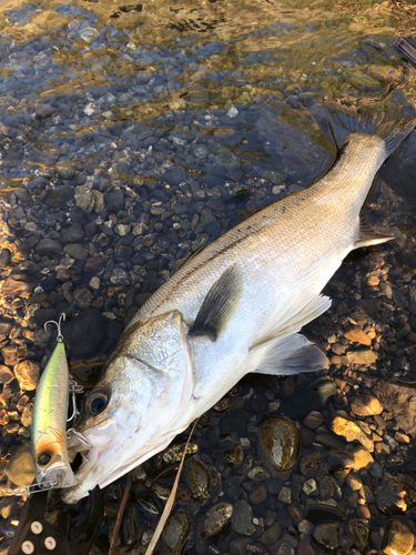 セイゴ（マルスズキ）の釣果