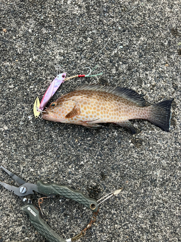 オオモンハタの釣果