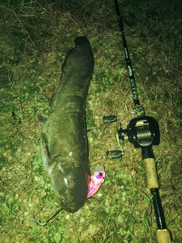 ナマズの釣果