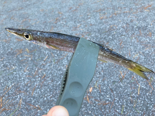 カマスの釣果