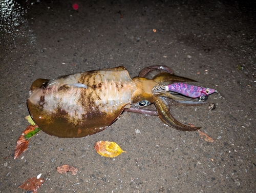 アオリイカの釣果