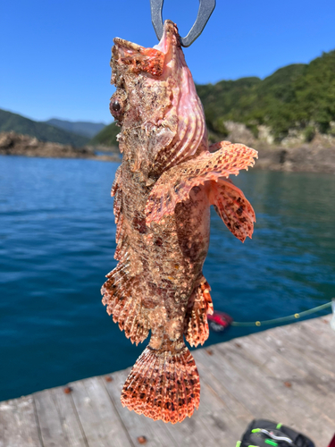 オニカサゴの釣果