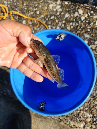 マハゼの釣果