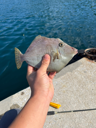 カワハギの釣果